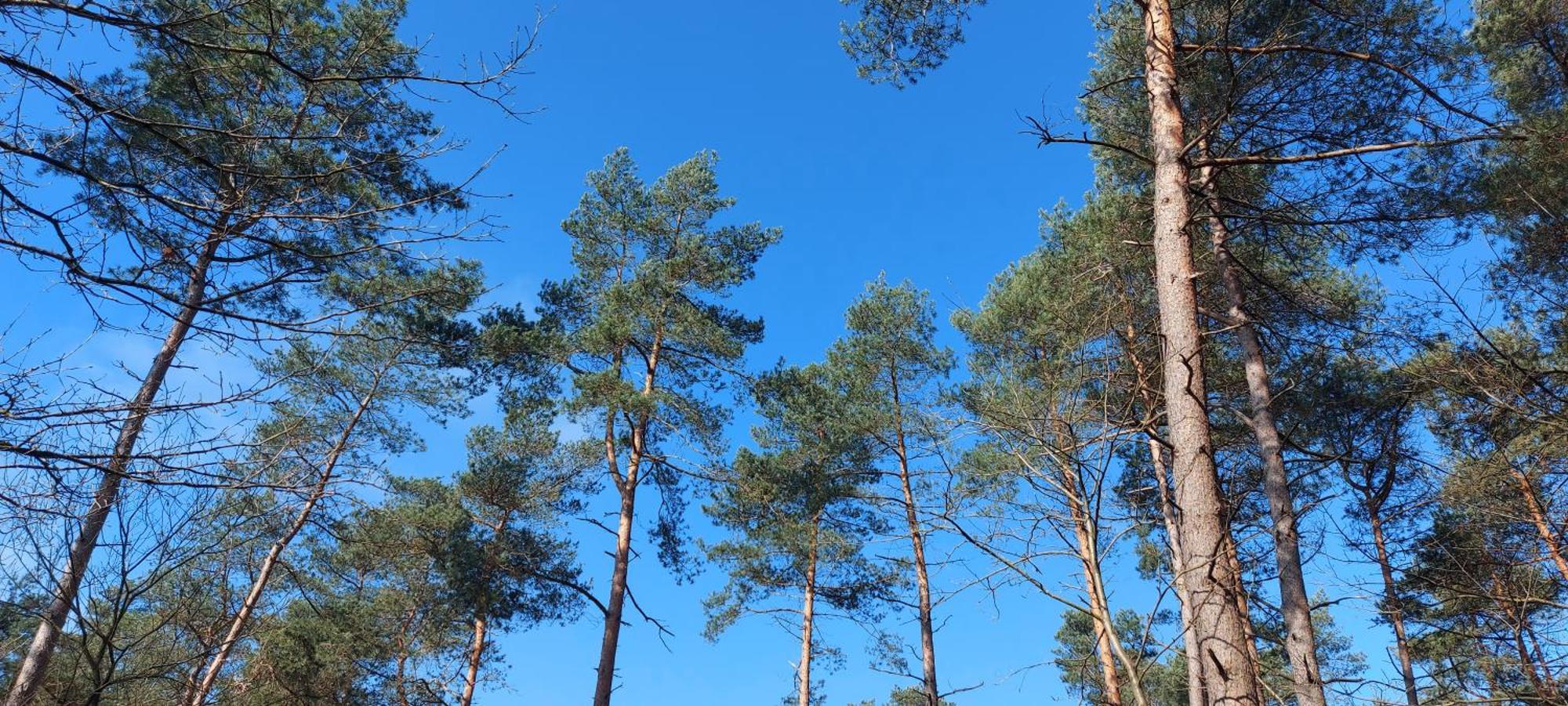 Chalet Wanama. Gelegen Op Het Vakantiepark Het Lierderholt Op De Veluwe. Villa Beekbergen Esterno foto